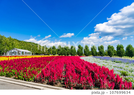 北海道中富良野町　8月のファーム富田 107699634