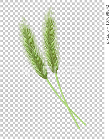 兩穗麥子(綠色) 兩穗麥子(綠色) 107699642