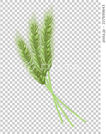 三穗麥(綠) 三穗麥(綠) 107699643