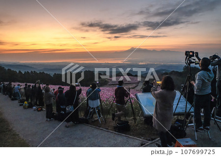夜の白木峰高原　長崎　諌早　コスモス　桜　菜の花 107699725