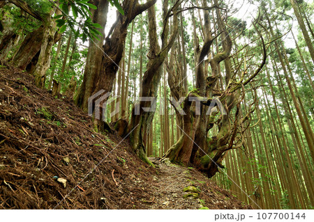 吉村家跡防風林の老杉(小辺路)　【奈良県十津川村】 107700144
