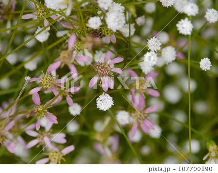 湧水湿地の植物　サワヒヨドリ　シラタマホシクサ群生 107700190