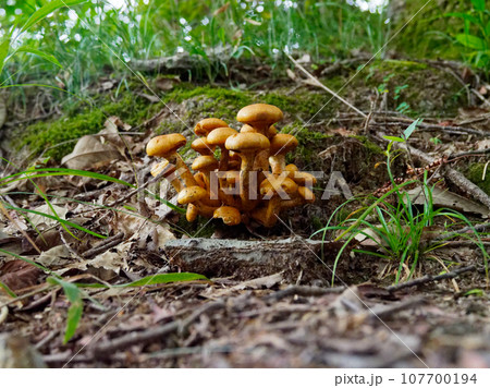 きのこワールド　フウセンタケ科オオワライタケ群生 107700194