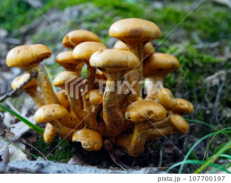 きのこワールド　フウセンタケ科オオワライタケ群生 107700197