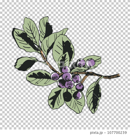 Sharinbai, the beauty of plants spelled out with a pen 107700239