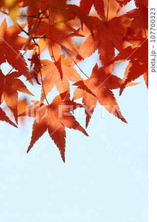 かえでの紅葉のクローズアップ 【空背景】 かえでの紅葉のクローズアップ 【空背景】 107700323