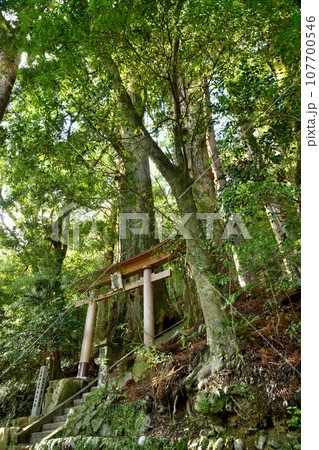野中の一方杉(継桜王子) 【和歌山県田辺市中辺路町】 野中の一方杉(継桜王子) 【和歌山県田辺市中辺路町】 107700546