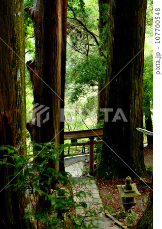 野中の一方杉(継桜王子)　【和歌山県田辺市中辺路町】 107700548