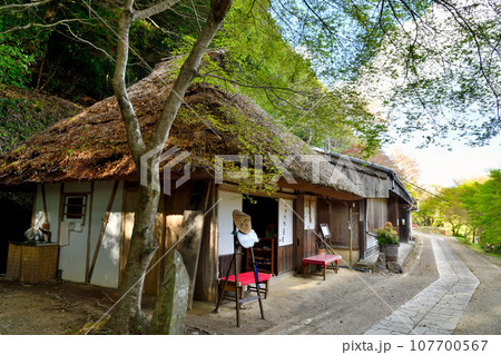 とがの木茶屋(野中の一方杉)　【和歌山県田辺市中辺路町】 107700567
