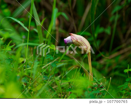寄生植物ハマウツボ科ナンバンギセルの赤紫色の花 寄生植物ハマウツボ科ナンバンギセルの赤紫色の花 107700765