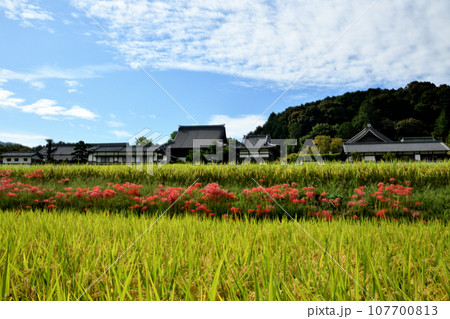 ヒガンバナ咲く橘寺　【奈良県高市郡明日香村】 107700813