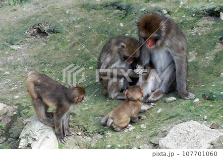 猿の家族 107701060