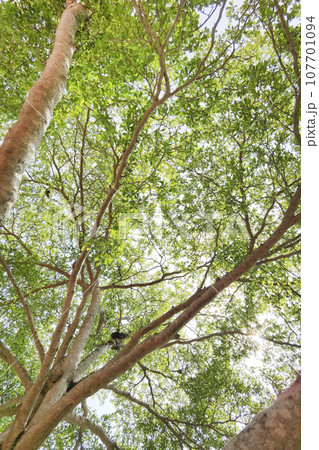 Landscape the big tree  107701094