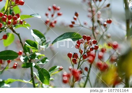 信濃川・やすらぎ堤の野薔薇の実 信濃川・やすらぎ堤の野薔薇の実 107701164