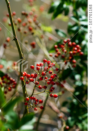 信濃川・やすらぎ堤の野薔薇の実 信濃川・やすらぎ堤の野薔薇の実 107701168