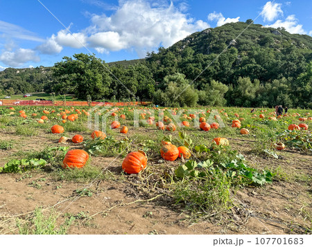 Autumn harvest of orange pumkins at hill side farmers field 107701683