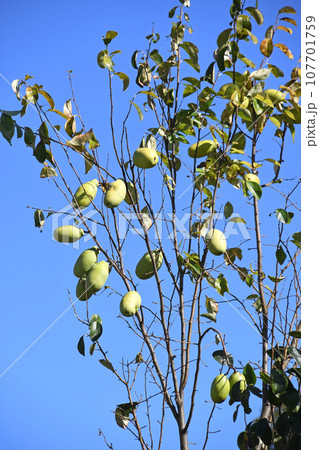 カリン(花梨) カリン(花梨) 107701759