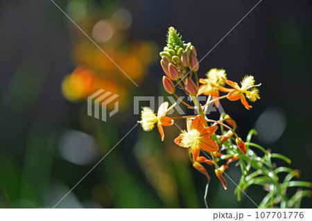 花アロエ（ブルビネ） 107701776