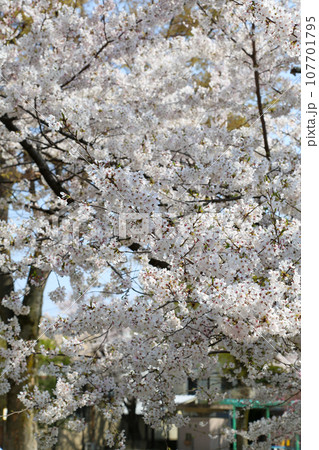 満開の桜 107701795