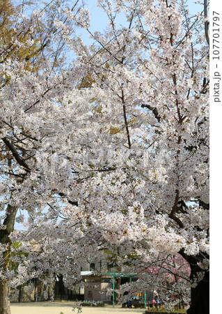 満開の桜 107701797