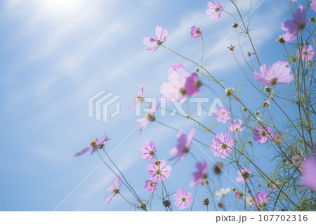 青空に咲くコスモス畑 107702316