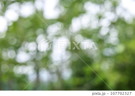 玉ボケ 木漏れ日 森の中 グリーン系 背景素材 秋素材 玉ボケ 木漏れ日 森の中 グリーン系 背景素材 秋素材 107702327