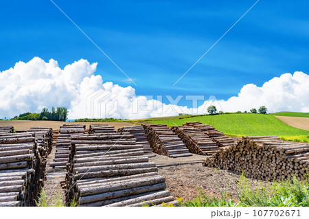 夏の北海道美瑛町 材木置き場 夏の北海道美瑛町 材木置き場 107702671