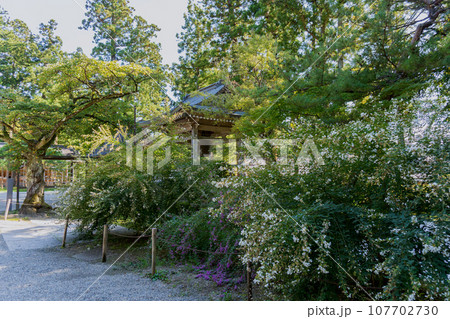 岩手県【世界遺産】白萩が咲く秋の中尊寺 107702730