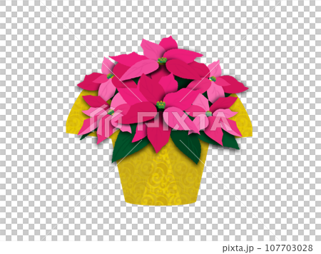クリスマス用に包装されたピンク色のポインセチアの鉢植え 107703028