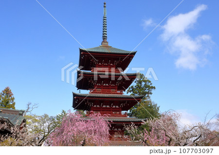 青森県弘前市銅屋町 桜の名所金剛山最勝院の五重の塔とベニシダレザクラなどのさくら 青森県弘前市銅屋町 桜の名所金剛山最勝院の五重の塔とベニシダレザクラなどのさくら 107703097