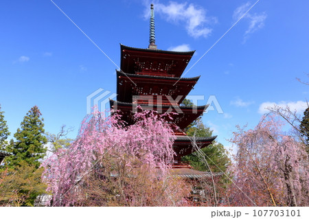 青森県弘前市銅屋町 桜の名所金剛山最勝院の五重の塔とベニシダレザクラなどのさくら 青森県弘前市銅屋町 桜の名所金剛山最勝院の五重の塔とベニシダレザクラなどのさくら 107703101