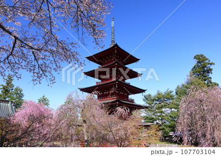 青森県弘前市銅屋町 桜の名所金剛山最勝院の五重の塔とベニシダレザクラなどのさくら 青森県弘前市銅屋町 桜の名所金剛山最勝院の五重の塔とベニシダレザクラなどのさくら 107703104