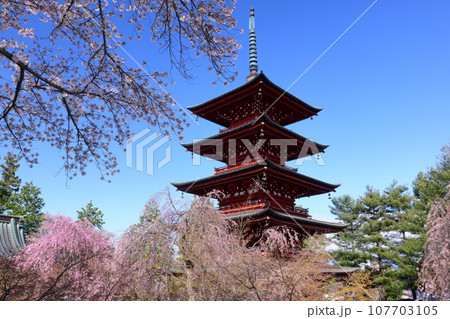 青森県弘前市銅屋町　桜の名所金剛山最勝院の五重の塔とベニシダレザクラなどのさくら 107703105