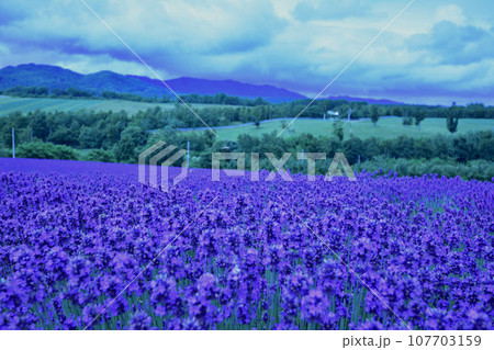 浦臼町神内ファーム ラベンダー畑1 107703159