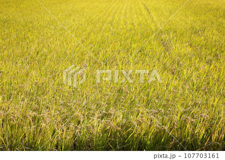 稲穂 107703161