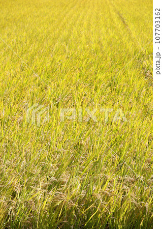 稲穂 107703162