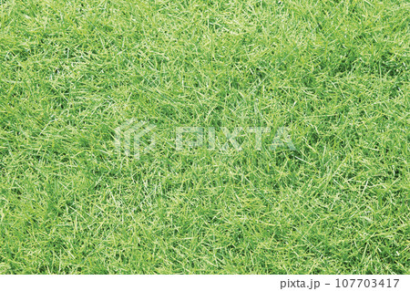 芝生のテクスチャ 107703417