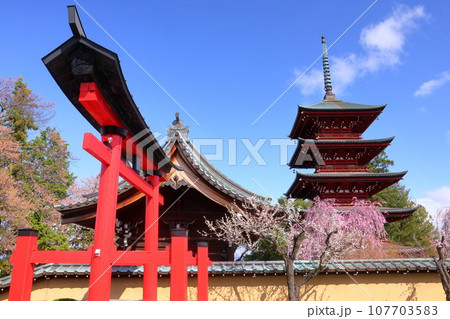 青森県弘前市銅屋町 弘前八坂神社の鳥居越しの、桜の名所金剛山最勝院の五重の塔とベニシダレザクラ 青森県弘前市銅屋町 弘前八坂神社の鳥居越しの、桜の名所金剛山最勝院の五重の塔とベニシダレザクラ 107703583