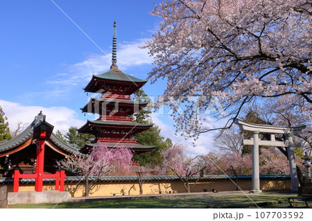 青森県弘前市銅屋町 弘前八坂神社の鳥居越しの、桜の名所金剛山最勝院の五重の塔とベニシダレザクラ 青森県弘前市銅屋町 弘前八坂神社の鳥居越しの、桜の名所金剛山最勝院の五重の塔とベニシダレザクラ 107703592