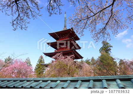 青森県弘前市銅屋町 弘前八坂神社からの桜の名所金剛山最勝院の五重の塔とベニシダレザクラ 青森県弘前市銅屋町 弘前八坂神社からの桜の名所金剛山最勝院の五重の塔とベニシダレザクラ 107703632