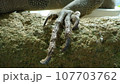 イグアナの爪 107703762