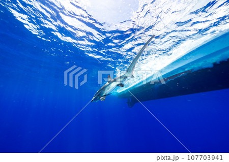 オナガザメの仲間　ハチワレ　小笠原 107703941