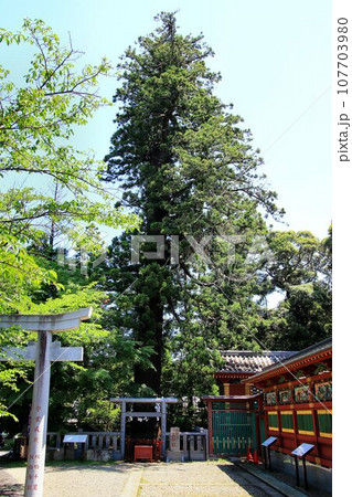日本唯一の夢叶え大明神・大杉神社 日本唯一の夢叶え大明神・大杉神社 107703980