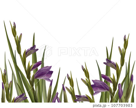 Watercolor gladioluses plant. Floral frame with violet flowers, buds and leaves Hand painted isolated illustration on white background. Botanical design for wedding, invitations and greeting cards Watercolor gladioluses plant. Floral frame with violet flowers, buds and leaves Hand painted isolated illustration on white background. Botanical design for wedding, invitations and greeting cards 107703983