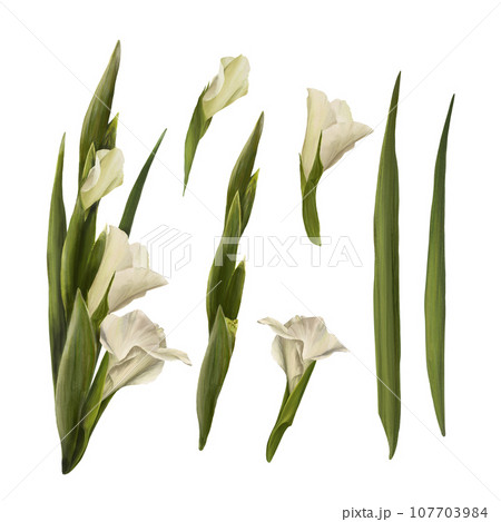 Watercolor gladioluses plant, hand drawn digital floral illustration, set of flowers, buds and leaves. Isolated on a white background for greeting, invitations, birthday cards, prints, flyer, stickers Watercolor gladioluses plant, hand drawn digital floral illustration, set of flowers, buds and leaves. Isolated on a white background for greeting, invitations, birthday cards, prints, flyer, stickers 107703984