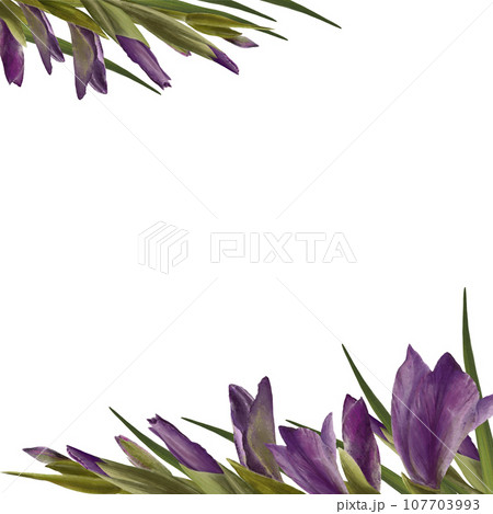 Watercolor gladioluses plant. Floral frame with violet flowers, buds and leaves Hand painted isolated illustration on white background. Botanical design for wedding, invitations and greeting cards 107703993