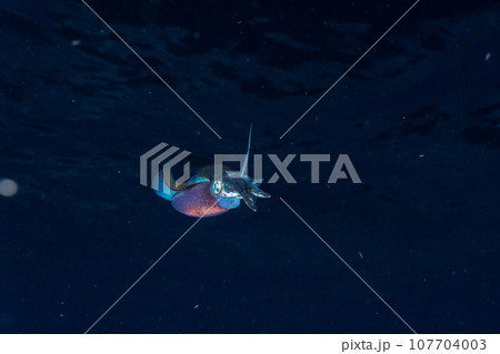 夜の海を泳ぐアオリイカ　小笠原 107704003
