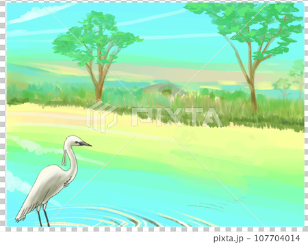 白鷺鷥和稻田 107704014