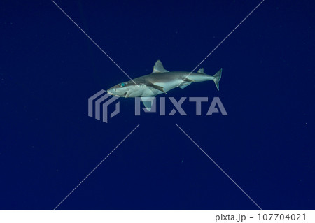 深海ザメ　フトツノザメ 107704021