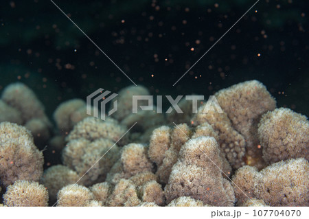 アザミサンゴの産卵 小笠原 アザミサンゴの産卵 小笠原 107704070